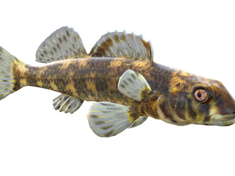 Harlequin darter 3D Model