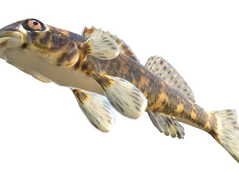 Harlequin darter 3D Model