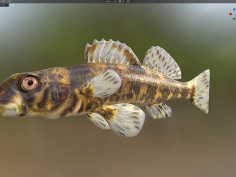 Darter Arlecchino Modello 3D