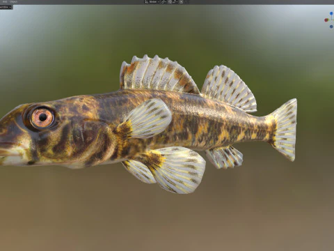 Harlequin darter 3D Model