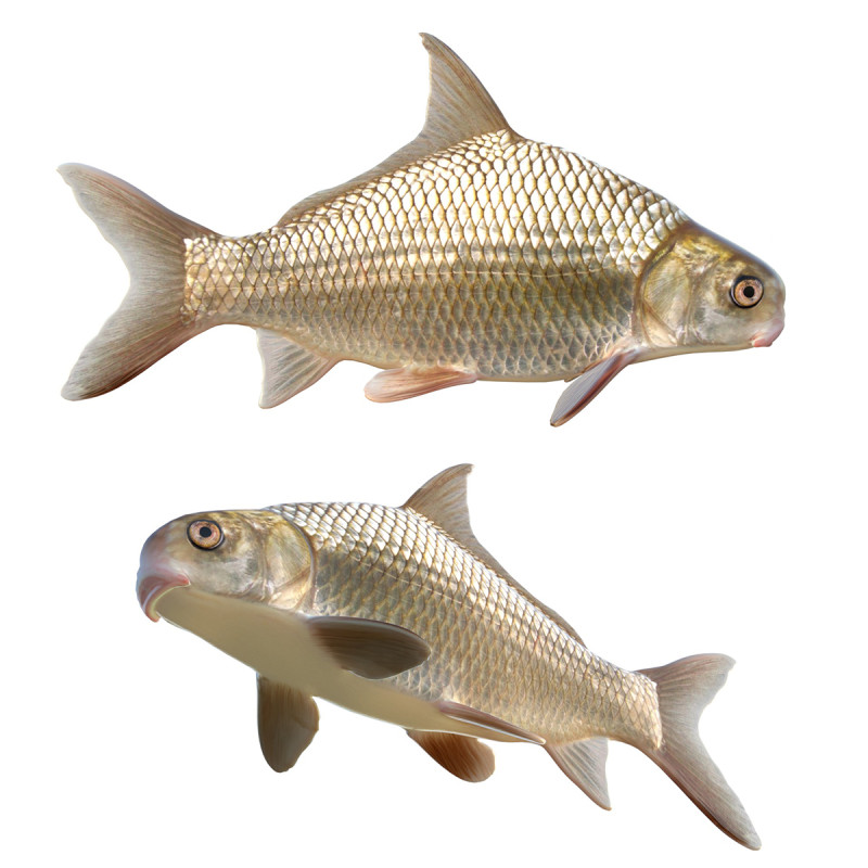 Carpsucker Sirip Tinggi Model 3D .c4d .max .obj .3ds .fbx .stl .blend