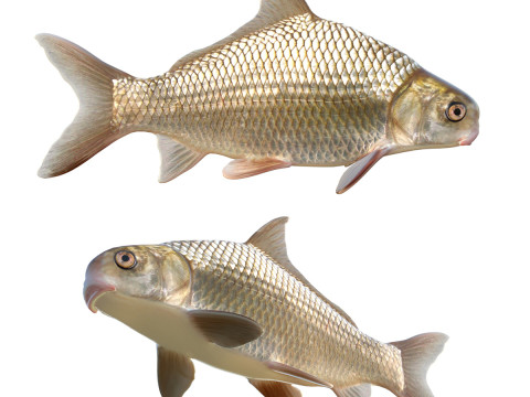 Carpsucker Sirip Tinggi Model 3D