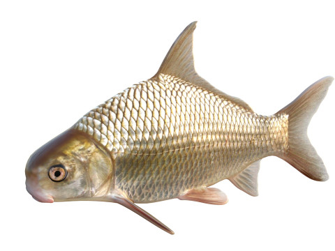 Highfin karperzuiger 3D Model