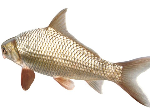 Highfin karperzuiger 3D Model