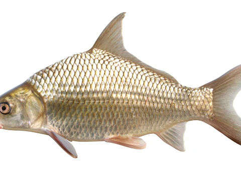 Highfin Carpsucker 3D Model