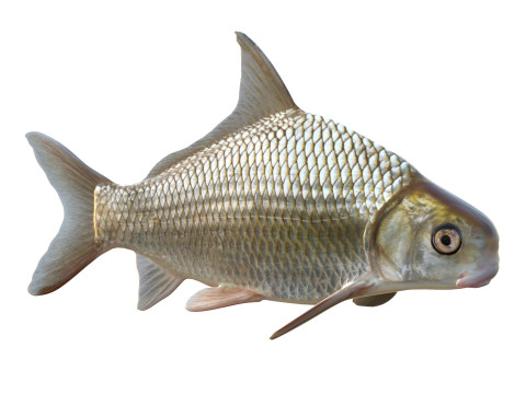 Highfin karperzuiger 3D Model