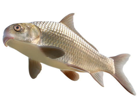 Highfin karperzuiger 3D Model