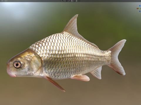 Highfin karperzuiger 3D Model