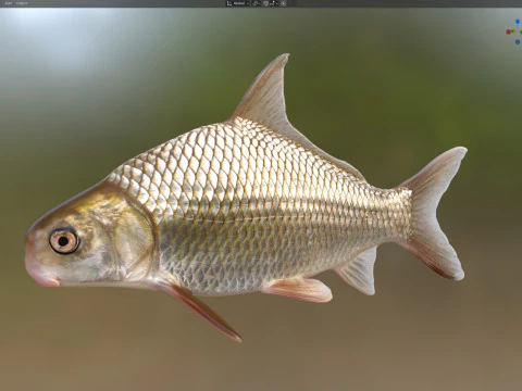 Highfin Carpsucker 3D Model