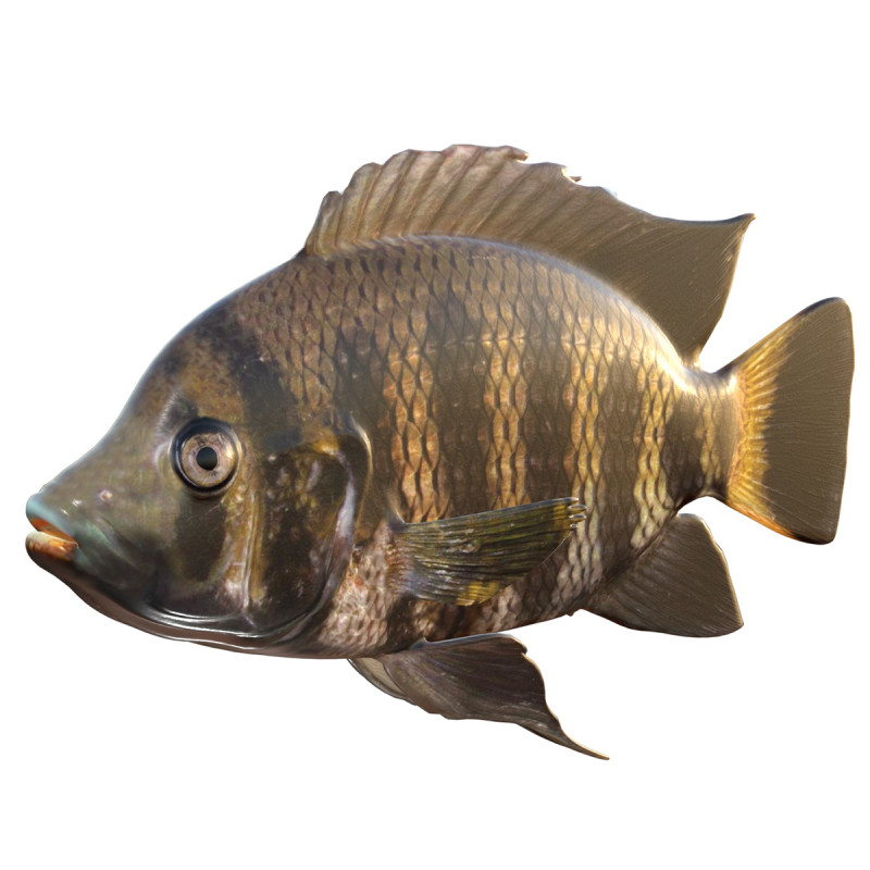 Tilapia calabrone Modello 3D .c4d .max .obj .3ds .fbx .stl .blend 