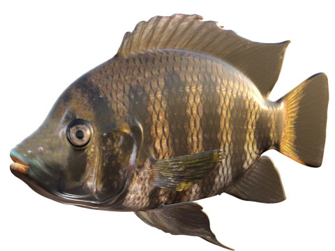 Ikan Nila Tawon Model 3D