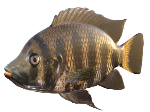 Tilapia calabrone Modello 3D