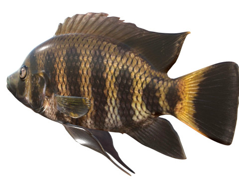 Tilapia calabrone Modello 3D