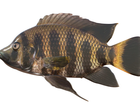 Tilapia calabrone Modello 3D