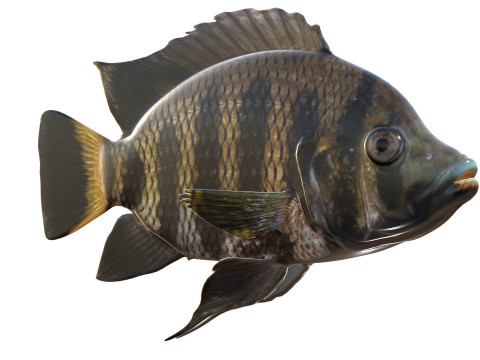 Tilapia calabrone Modello 3D