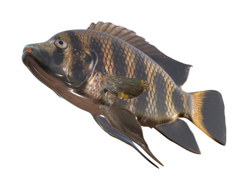Tilapia calabrone Modello 3D