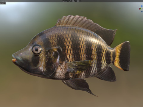 Tilapia calabrone Modello 3D