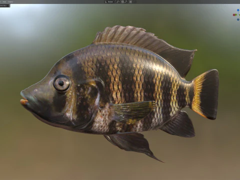Hornet Tilapia 3D Model