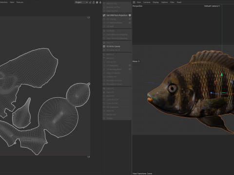 Tilapia calabrone Modello 3D