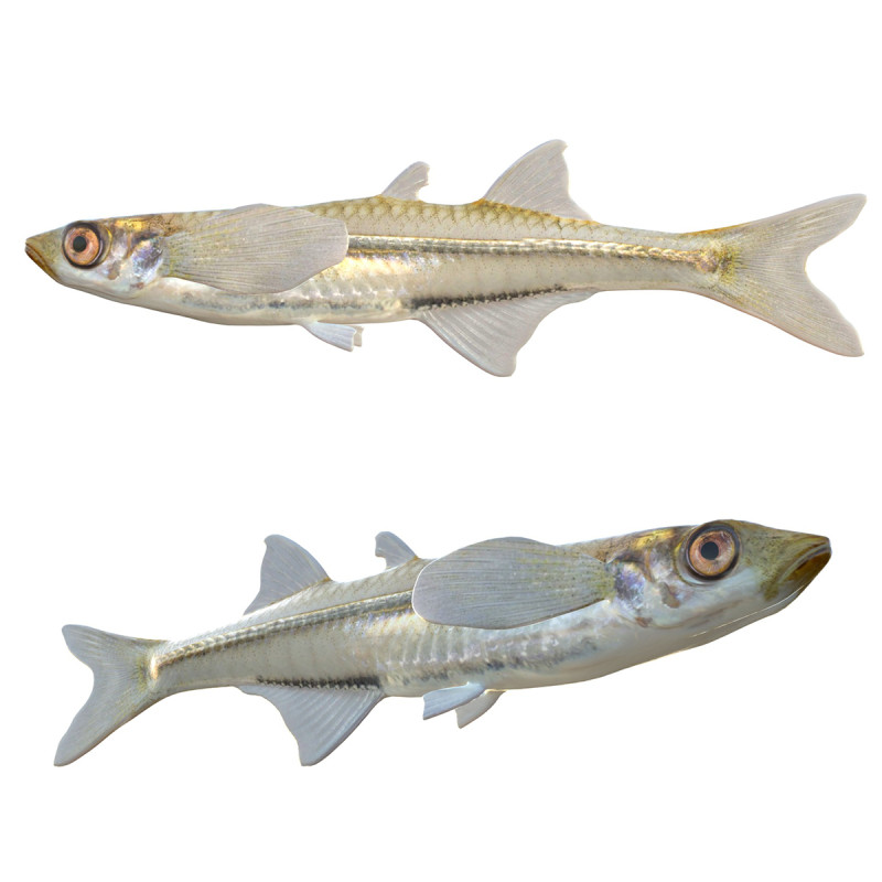 Silverside interno Modello 3D .c4d .max .obj .3ds .fbx .stl .blend