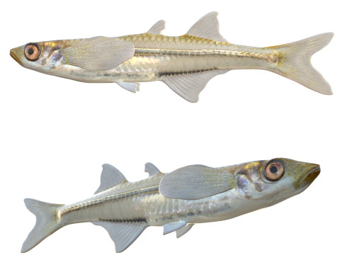 Sisi Perak Pedalaman Model 3D