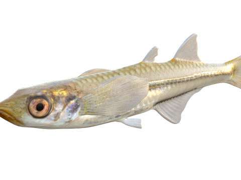 अंतर्देशीय सिल्वरसाइड 3D मॉडल