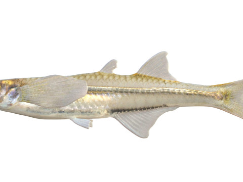 अंतर्देशीय सिल्वरसाइड 3D मॉडल