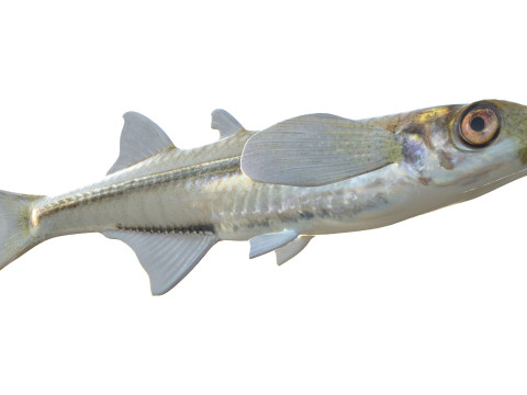 अंतर्देशीय सिल्वरसाइड 3D मॉडल