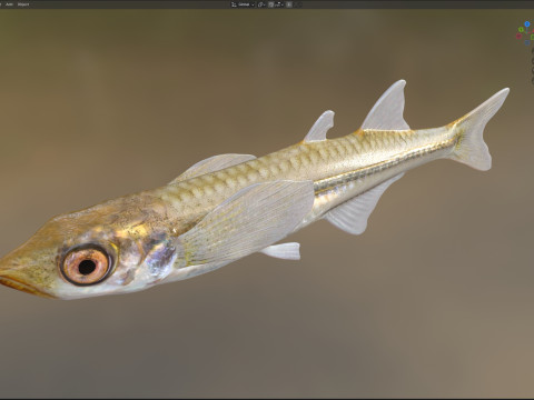 अंतर्देशीय सिल्वरसाइड 3D मॉडल