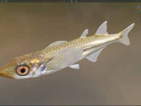 Inland Silverside 3D Model