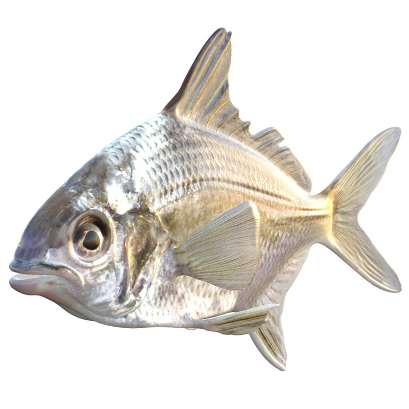 Irish Pompano 3D Model .c4d .max .obj .3ds .fbx .stl .blend 
