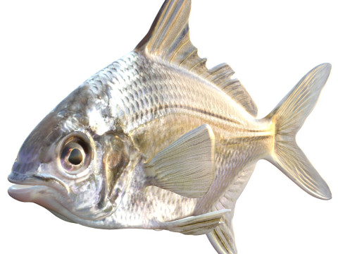 Pompano Irlandia Model 3D