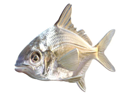 Irish Pompano 3D Model