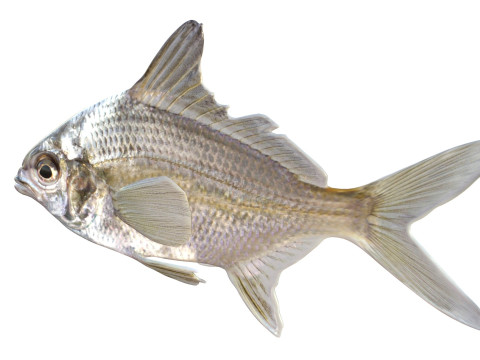 Pompano irlandese Modello 3D