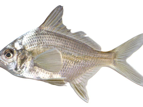 Irish Pompano 3D Model