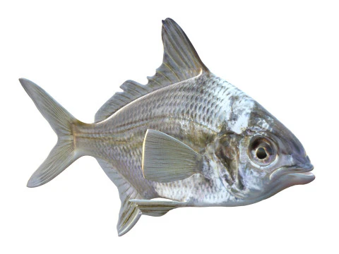 Irish Pompano 3D Model