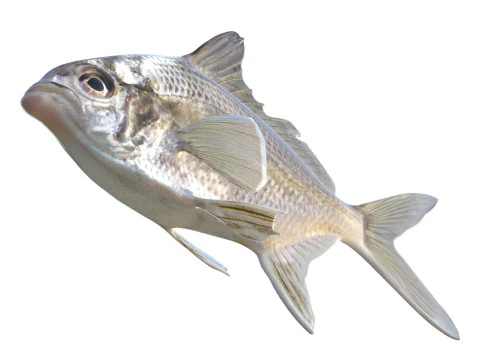 Irish Pompano 3D Model