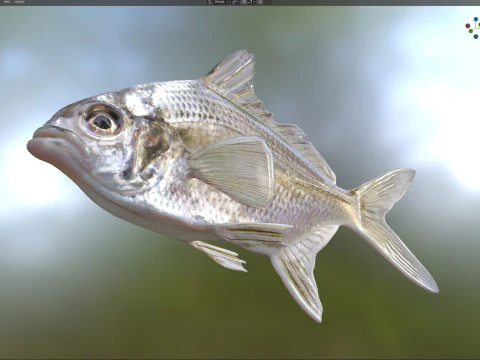 Irish Pompano 3D Model