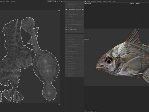 Pompano irlandese Modello 3D