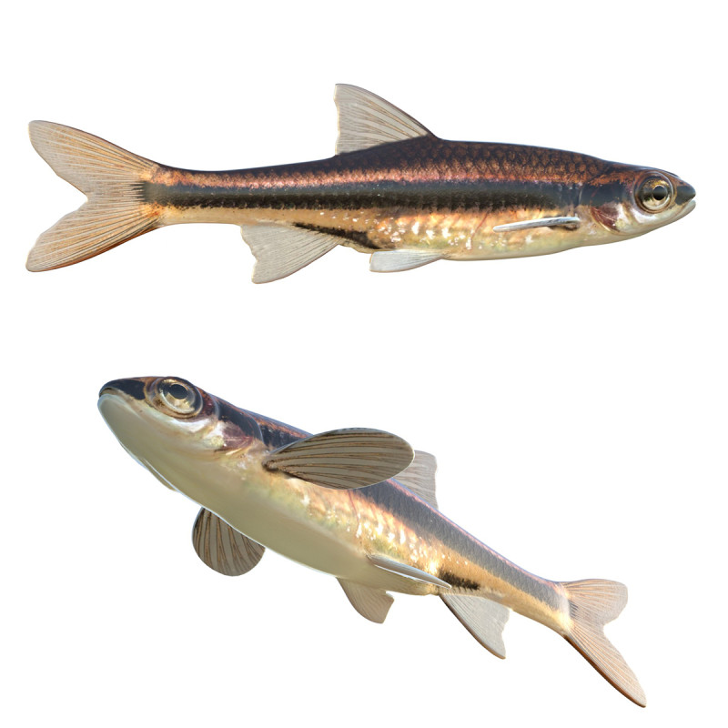 Méné couleur fer Modèle 3D .c4d .max .obj .3ds .fbx .stl .blend 