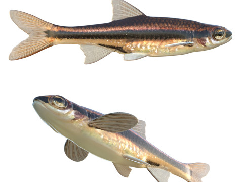 Pengkilap Warna Besi Model 3D