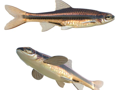 Abrillantador color hierro Modelo 3D