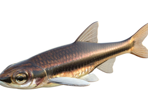 Méné couleur fer Modèle 3D