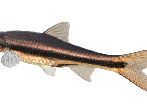 Méné couleur fer Modèle 3D