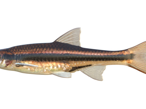 Méné couleur fer Modèle 3D