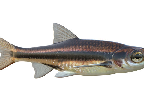 Méné couleur fer Modèle 3D