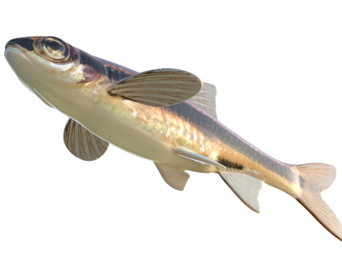 Méné couleur fer Modèle 3D