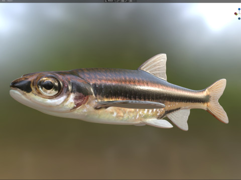 Méné couleur fer Modèle 3D