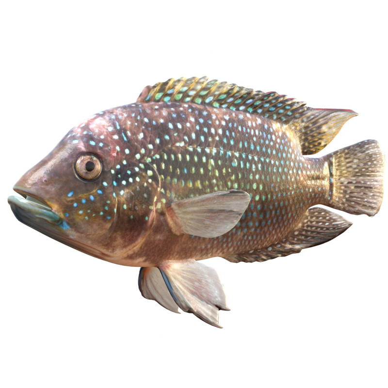 Jack Dempsey Modello 3D .c4d .max .obj .3ds .fbx .stl .blend 