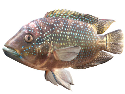 Jack Dempsey Model 3D